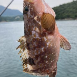 アサリで紀州釣り