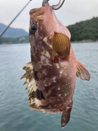 アサリで紀州釣り