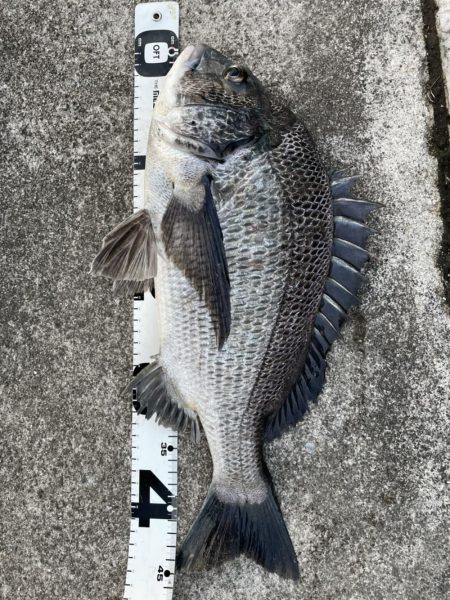 イチノ兄弟、釣果！