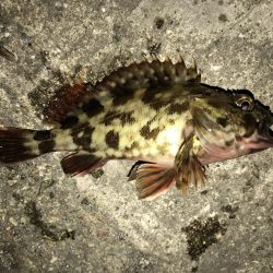 ガシラ  25cm‼︎