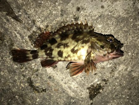 ガシラ  25cm‼︎