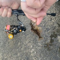 メバルが釣れだしたと聞いて。