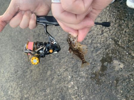 メバルが釣れだしたと聞いて。