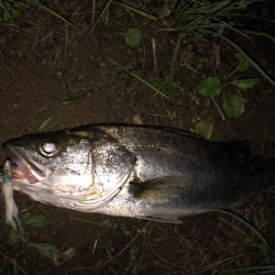 ががっときました。