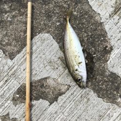 空港の豆アジデカめ