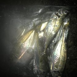 夜サビキで良型アジGET