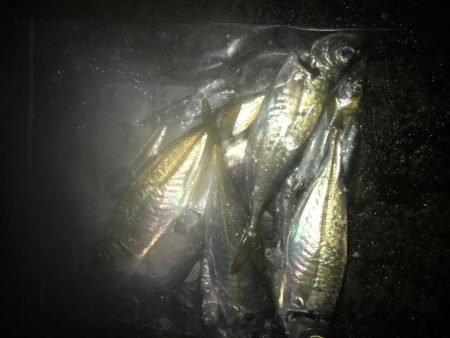 夜サビキで良型アジGET