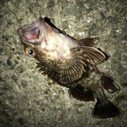 今日もガシラだけ。