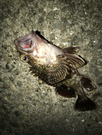 今日もガシラだけ。