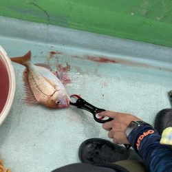 浅川沖でレンコダイ