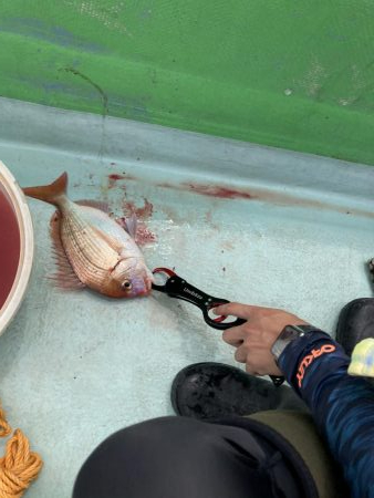 浅川沖でレンコダイ