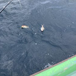 那佐沖でティップラン