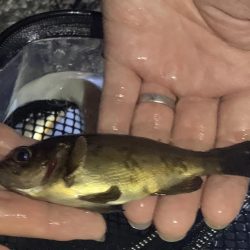 アジを釣りに行ったのに