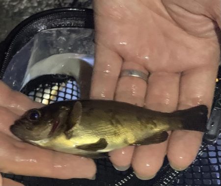 アジを釣りに行ったのに