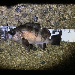 爆釣梅雨メバリング