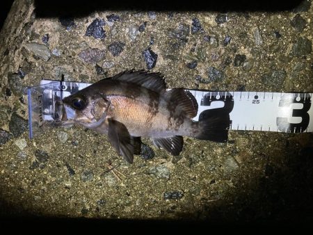 爆釣梅雨メバリング