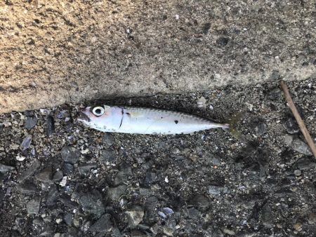 ダイソーマイクロジグ