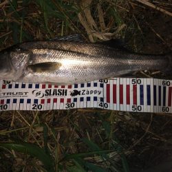 シーバス&チーバスが釣れました