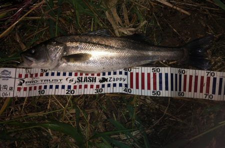 シーバス&チーバスが釣れました