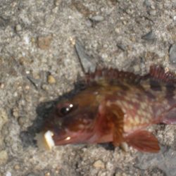 アイナメ大きいのいたぞ！