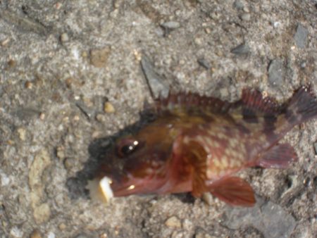 アイナメ大きいのいたぞ！