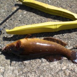 アイナメ求めて