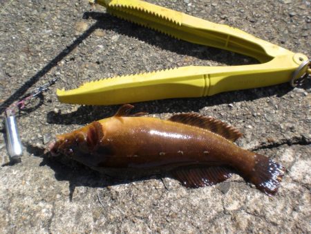 アイナメ求めて