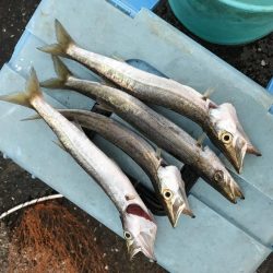 今期初サナギフカセ