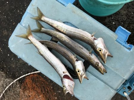 今期初サナギフカセ