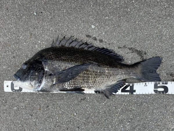 イチノ兄弟、釣果！