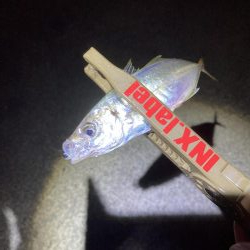 エギング、ライトゲーム