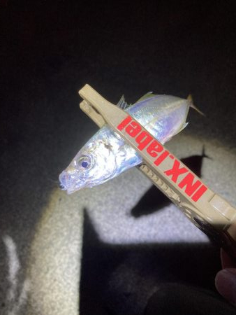 エギング、ライトゲーム