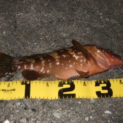 ロックフィッシュ調査