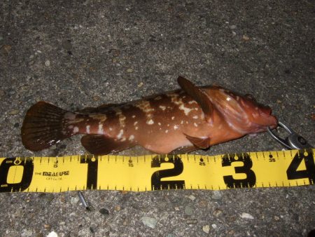 ロックフィッシュ調査