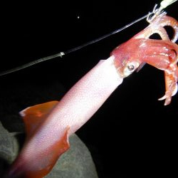 アジ釣れません