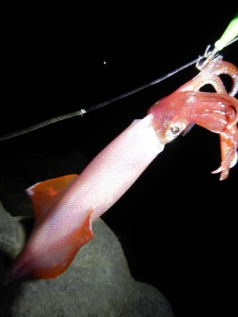 アジ釣れません