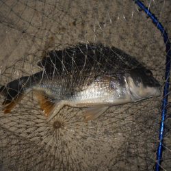 再びバチパターン調査