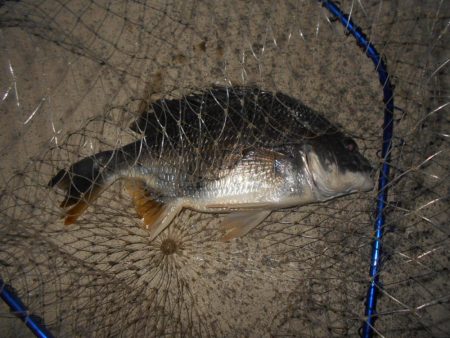 再びバチパターン調査