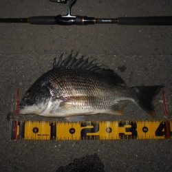 ドブ川のキビレ