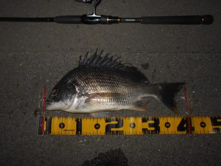 ドブ川のキビレ