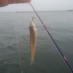 15時から播磨新島のキス調査