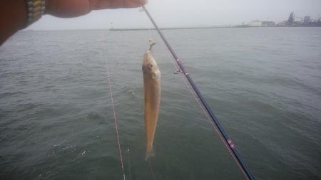 15時から播磨新島のキス調査