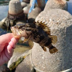 久しぶりの穴釣