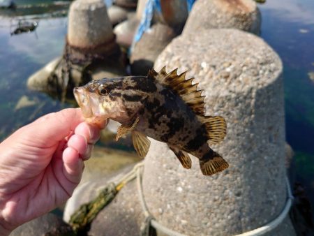 久しぶりの穴釣