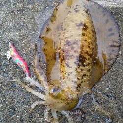 アオリイカ満足の釣果