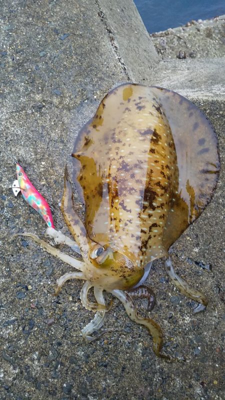 アオリイカ満足の釣果