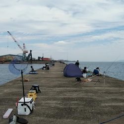 小型キス主体となった播磨新島