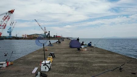 小型キス主体となった播磨新島