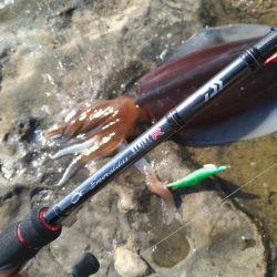 アオリイカを求めて