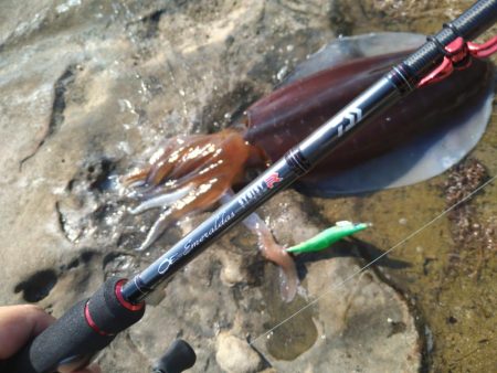 アオリイカを求めて